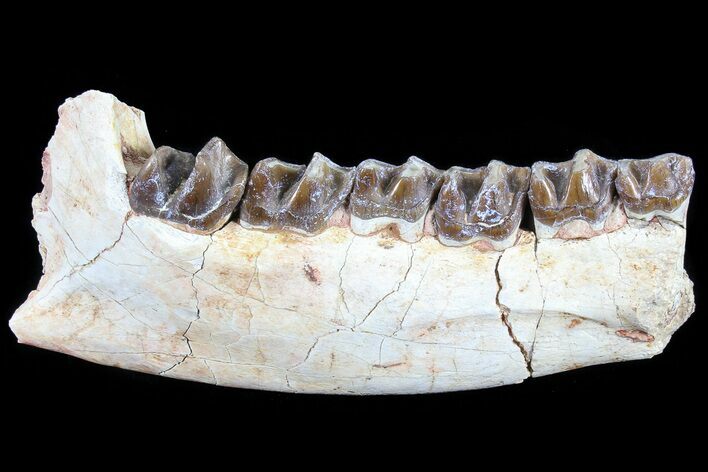Hyracodon (Running Rhino) Jaw Section - South Dakota #81564